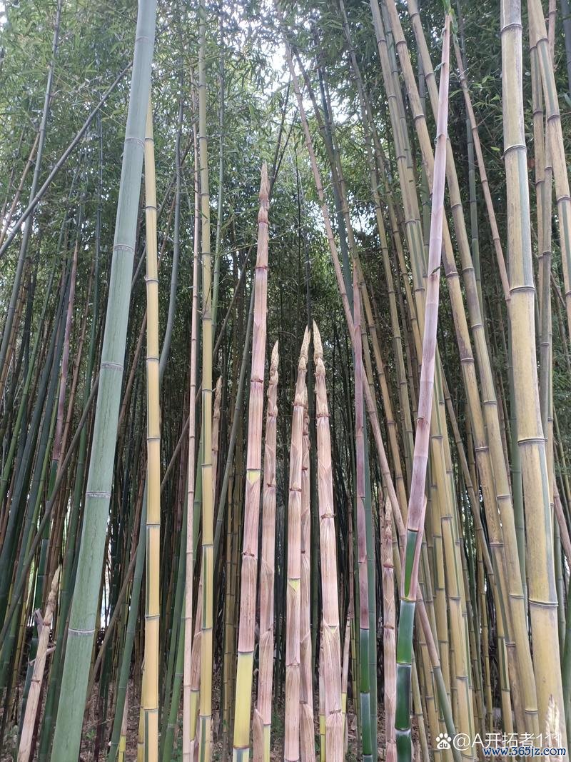 新竹