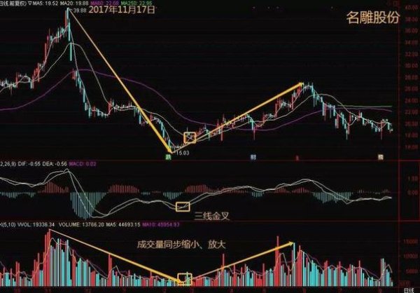 飛狼外匯評價如何？揭秘投資新手必看的三大安全指標